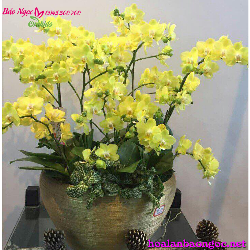 anh_baongoc_orchids_10