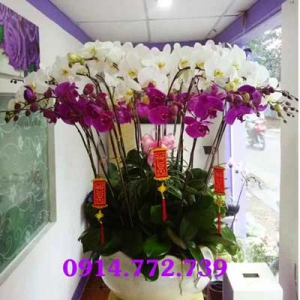 Shop Hoa Tươi Hạnh