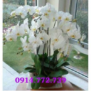 Cửa Hàng Hoa Tươi - Mỹ Phẩm Thu Hương