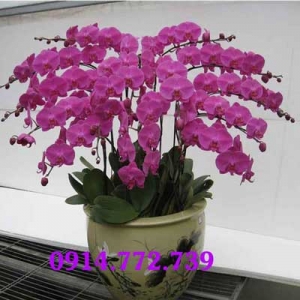 Shop Hoa Tươi Đông Anh