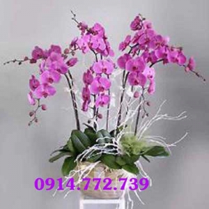 Shop Hoa Tươi Thu Huyền Nguyễn Tất Thành
