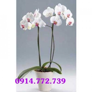 Cửa Hàng Hoa Tươi Tường Vy