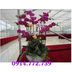 Cửa Hàng Hoa Tươi Tuyết Nga
