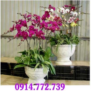 Shop Hoa Tươi Mạnh Chiến