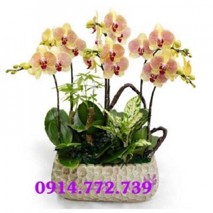 Cửa Hàng Hoa Tươi Việt