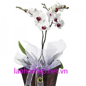 Cửa Hàng Hoa Tươi Sài Gòn