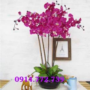 Chậu lan hồ điệp đẹp-CLHD-003