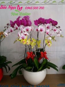 Chau-lan-ho-diep-9 canh-3-mau-HDS-007