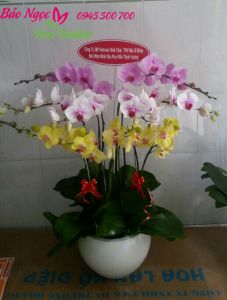 Chau-lan-ho-diep-10-canh-mung-nam-moi-HDS-006