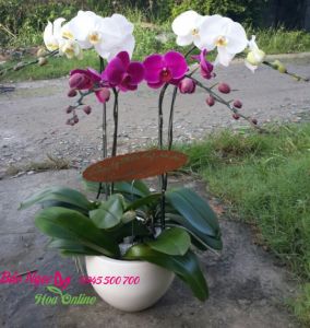Chau-lan-ho-diep-trang-tim-4-canh-HDS-009