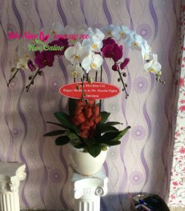 Lan-ho-diep-5-canh-trang-tim-HDS-046
