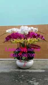 Chau-lan-ho-diep-tang-khai-truong-HDS-107