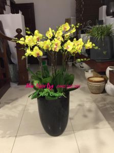 Mau-lan-ho-diep-vang-10-canh-dep-HDV-068