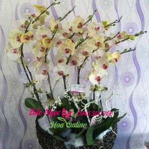 chau-lan-ho-diep-vang-HDV-010-