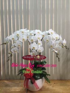 Chau-lan-ho-diep-trang-5-canh-LHDT-020