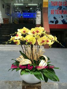 Shop-hoa-phong-lan-cay-canh-o-Thuan-An-Binh-Duong-HDV-054