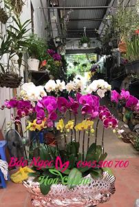 Cua-hang-ban-lan-ho-diep-o-Ha-Noi-HDS-100