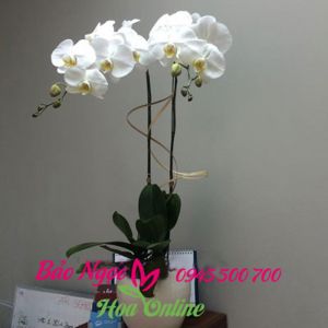 shop-lan-ho-diep-o-Ha-Noi-LHDT-016