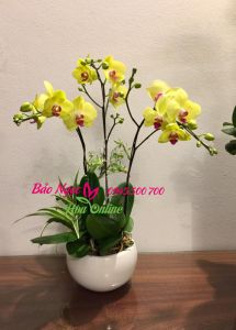 Shop-lan-ho-diep-o-tai-ha-noi-LHDV-067