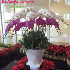 Vuon-lan-ho-diep-o-Ha-Noi-HDS-021