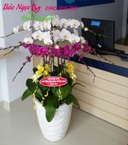 Chau-lan-ho-diep-trang-tim-mung-khai-truong-HDS-087