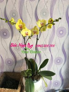 Cua-hang-lan-ho-diep-o-Sai-Gon-HDV-002-
