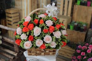 Tình Nồng HT 144