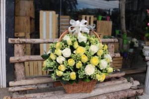 Nắng Vàng HT 145