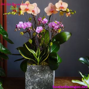 Chậu lan hồ điệp trang trí bàn làm việc HDS-0609