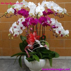 Hoa phong lan đẹp -HDS-0921