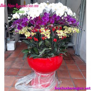 Ghép chậu Hoa lan nhiều màu sắc HDS-3601
