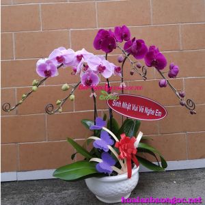 Hoa phong lan tặng vợ HD-0405