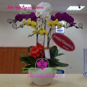 Chau-lan-ho-diep-6-canh-da-sac-HDS-0637