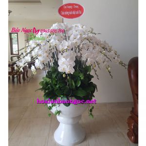 chau-lan-ho-diep-trang-50-canh-HDT-5006