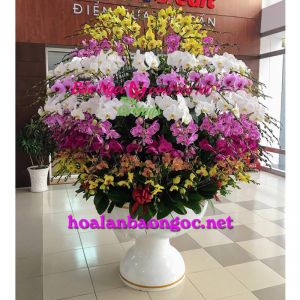 Chau-lan-ho-diep-da-sac-179-canh-HDS-179-A