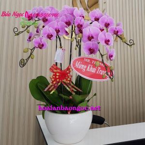 chau-lan-ho-diep-5-canh-hong-HDH-0551