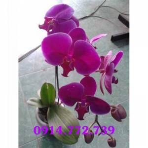 Chậu lan hồ điệp đẹp-CLHD-011