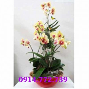 Hoa lan hồ điệp đa sắc CLHD-065