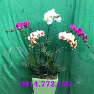 Hoa lan hồ điệp đa sắc CLHD-068