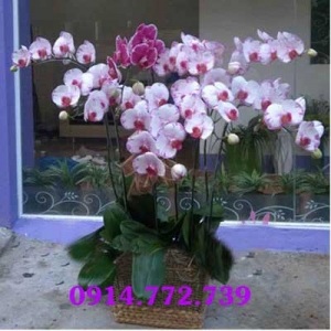 Hoa lan hồ điệp đa sắc CLHD-074