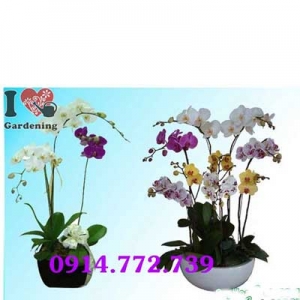 Hoa lan hồ điệp cam CLHD-022