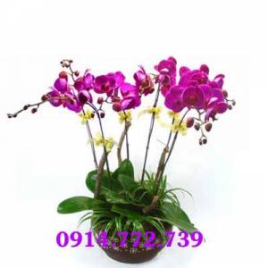 Chậu lan hồ điệp đẹp-CLHD-066