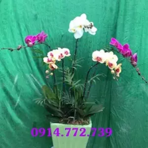 Shop Hoa Tươi Hoa Lan