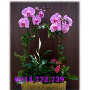 Shop Hoa Tươi Hoa Anh Đào