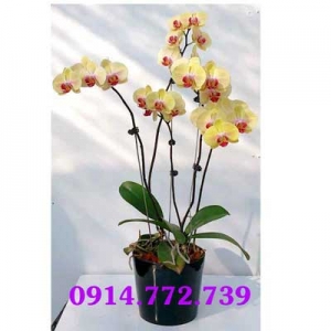 Cửa Hàng Hoa Tươi Lộc Nguyệt
