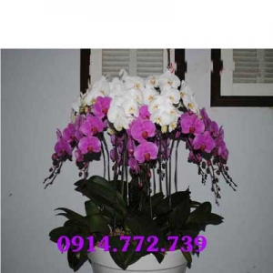 Shop Hoa Tươi Minh Hoài