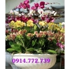 phuc-van-flower-shop - ảnh nhỏ  1