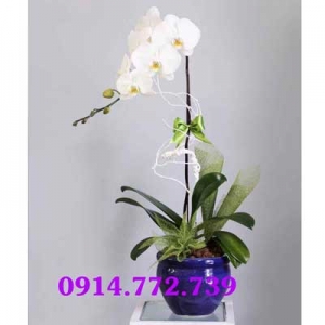 Cửa hàng Hoa Tươi Long An