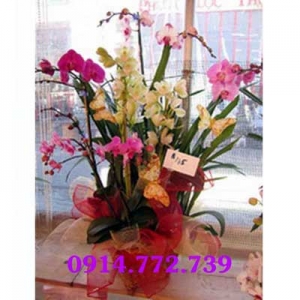 Cửa Hàng Hoa Tươi Thọ Trường
