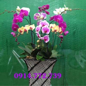 Cửa Hàng Hoa Tươi Yên Viên